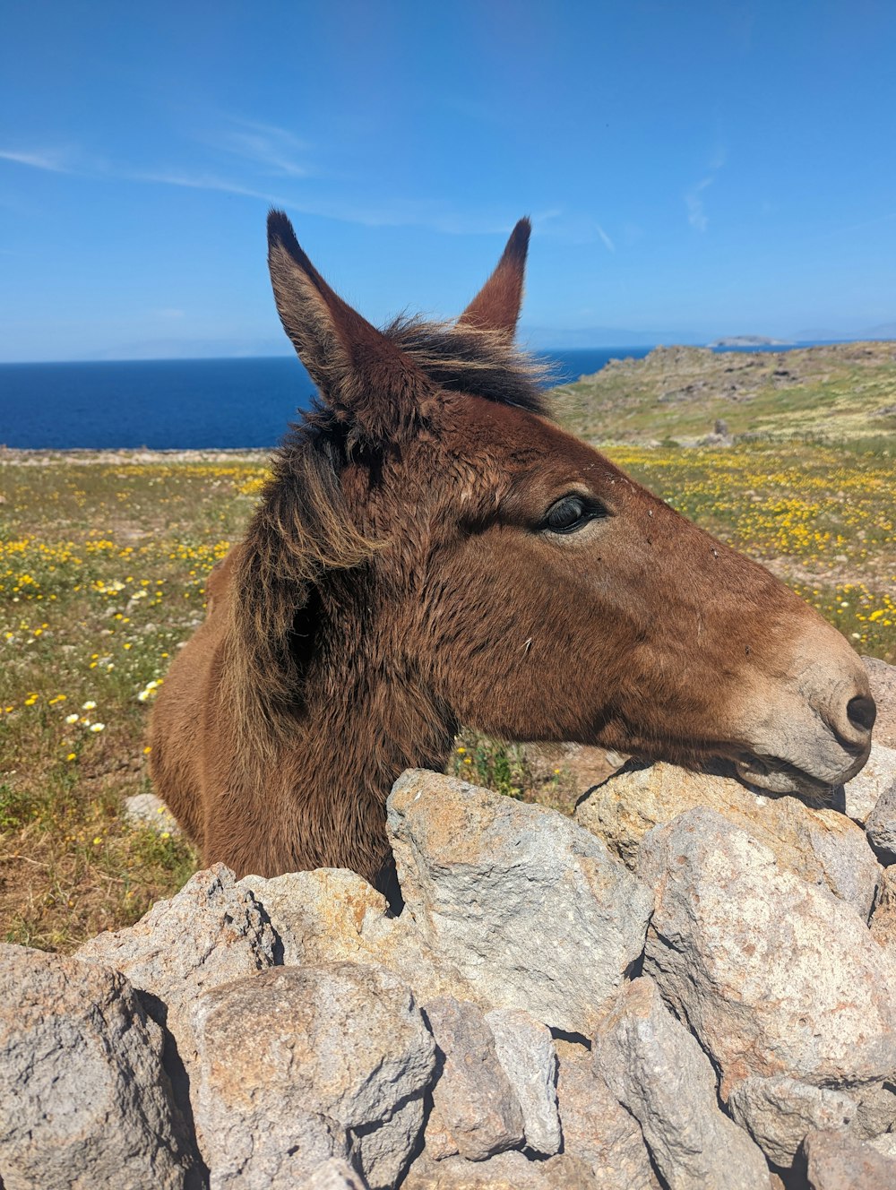 a brown horse standing on top of a grass covered field