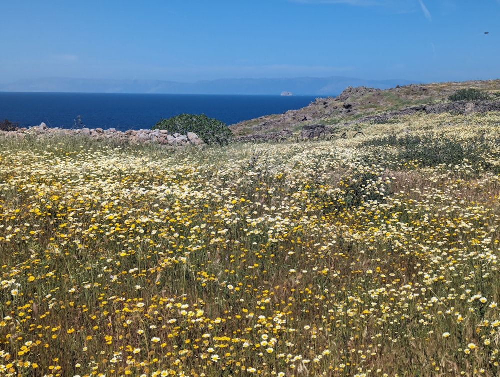 a field of wildflowers with the ocean in the background
