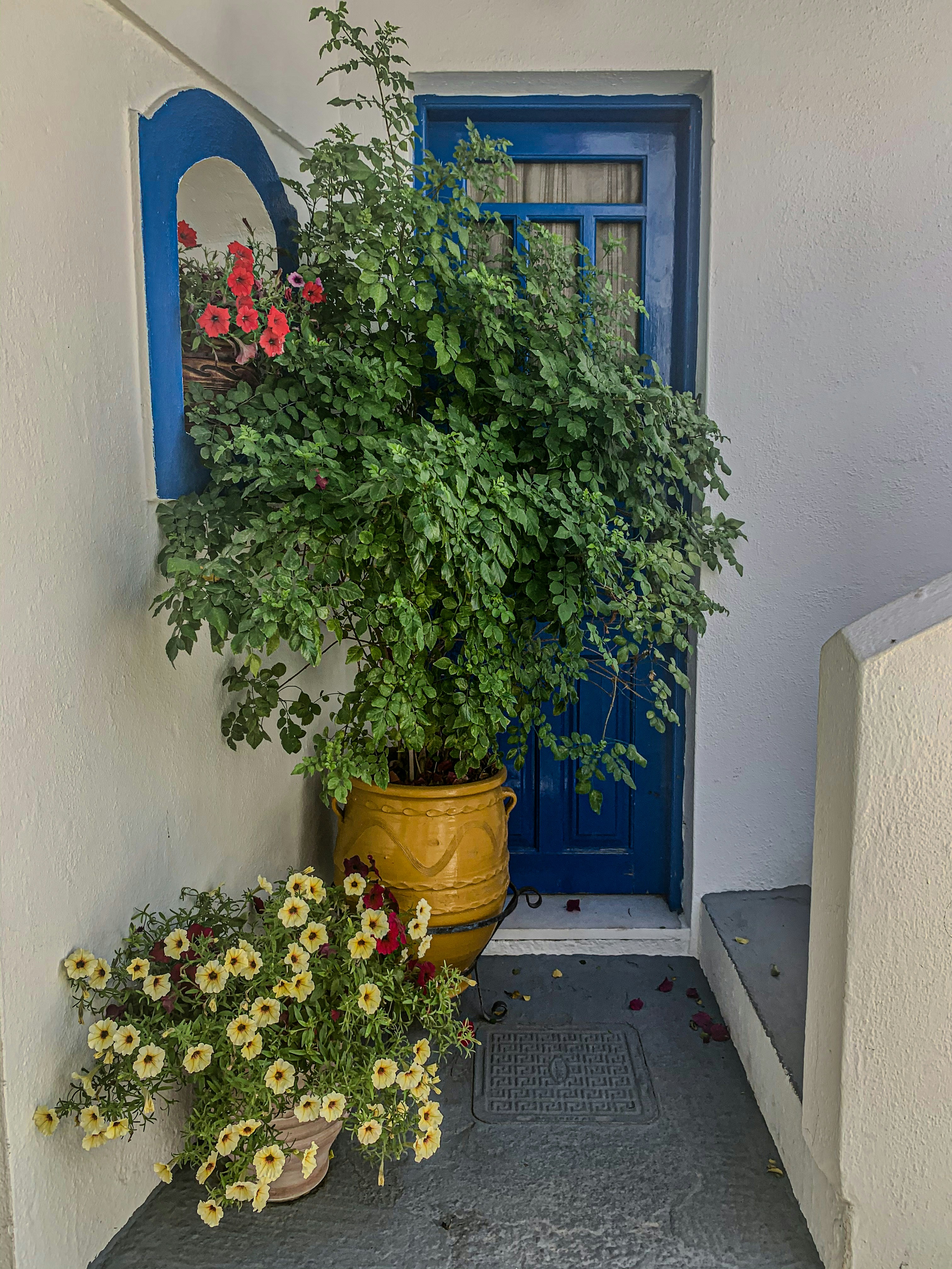 a potted plant sitting next to a blue door