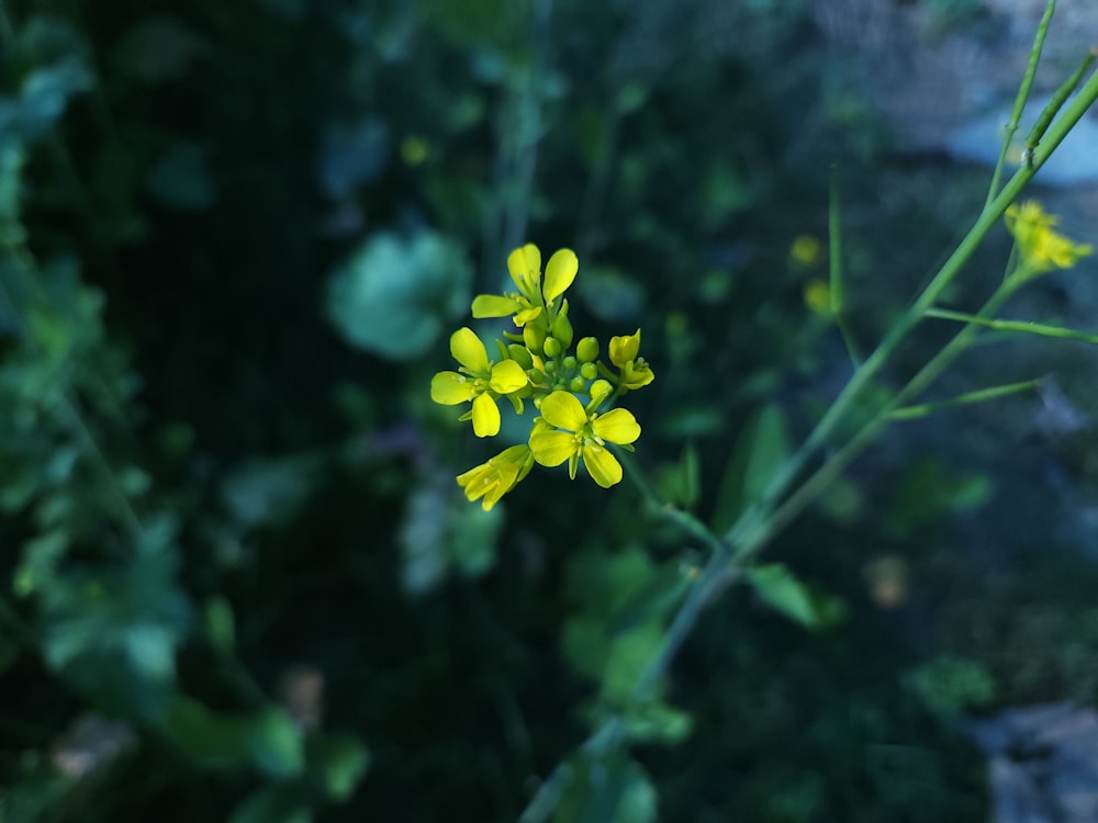 a close up of a plant with yellow flowers