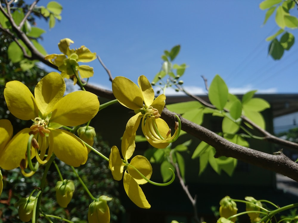 a branch of a tree with yellow flowers