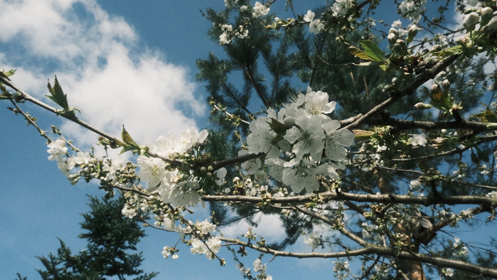 a tree with white flowers in the foreground and a blue sky in the background