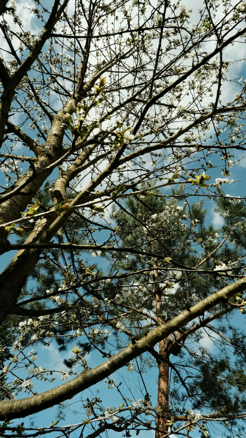 a bird is perched on a branch of a tree