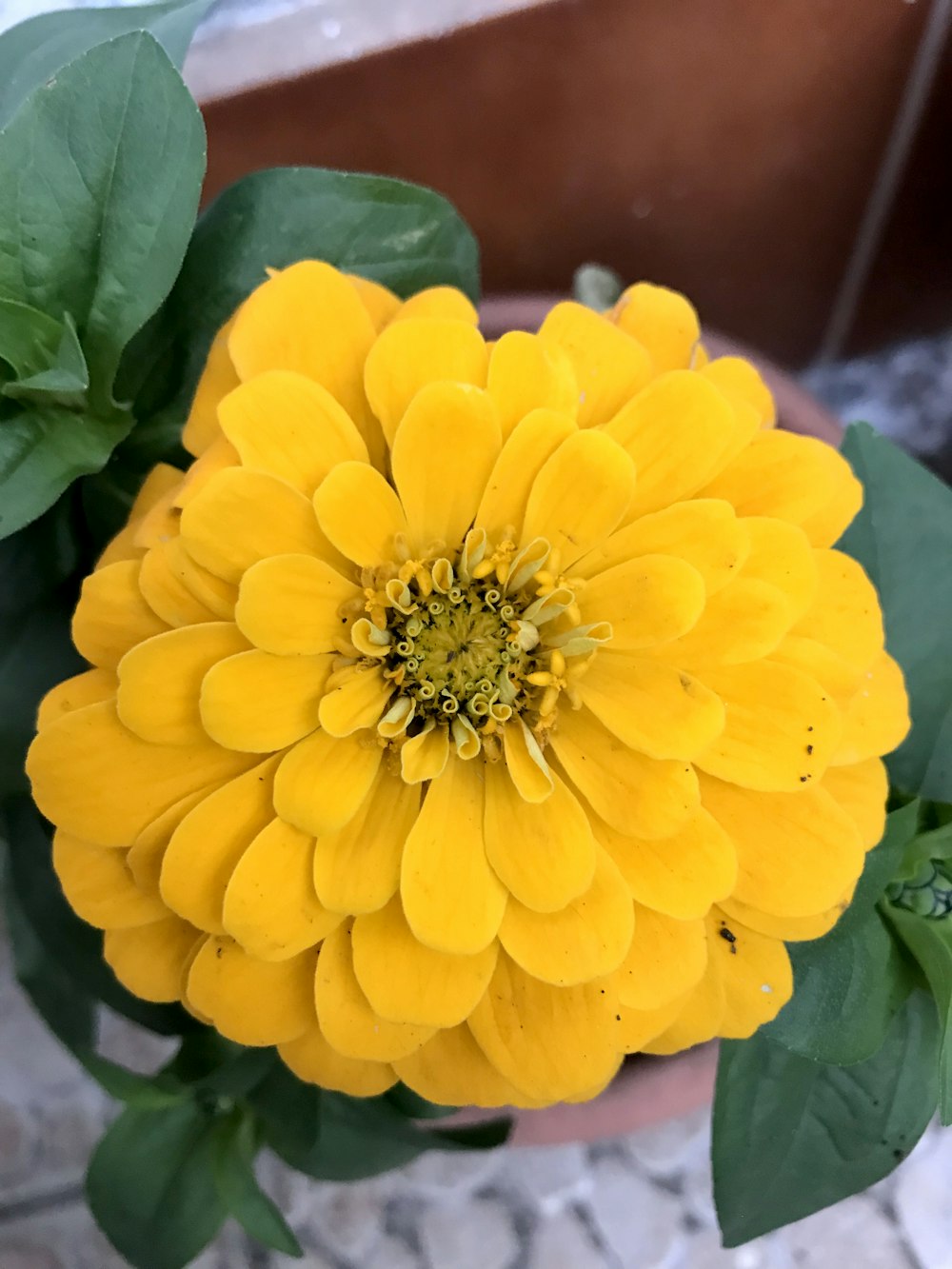a close up of a yellow flower in a pot