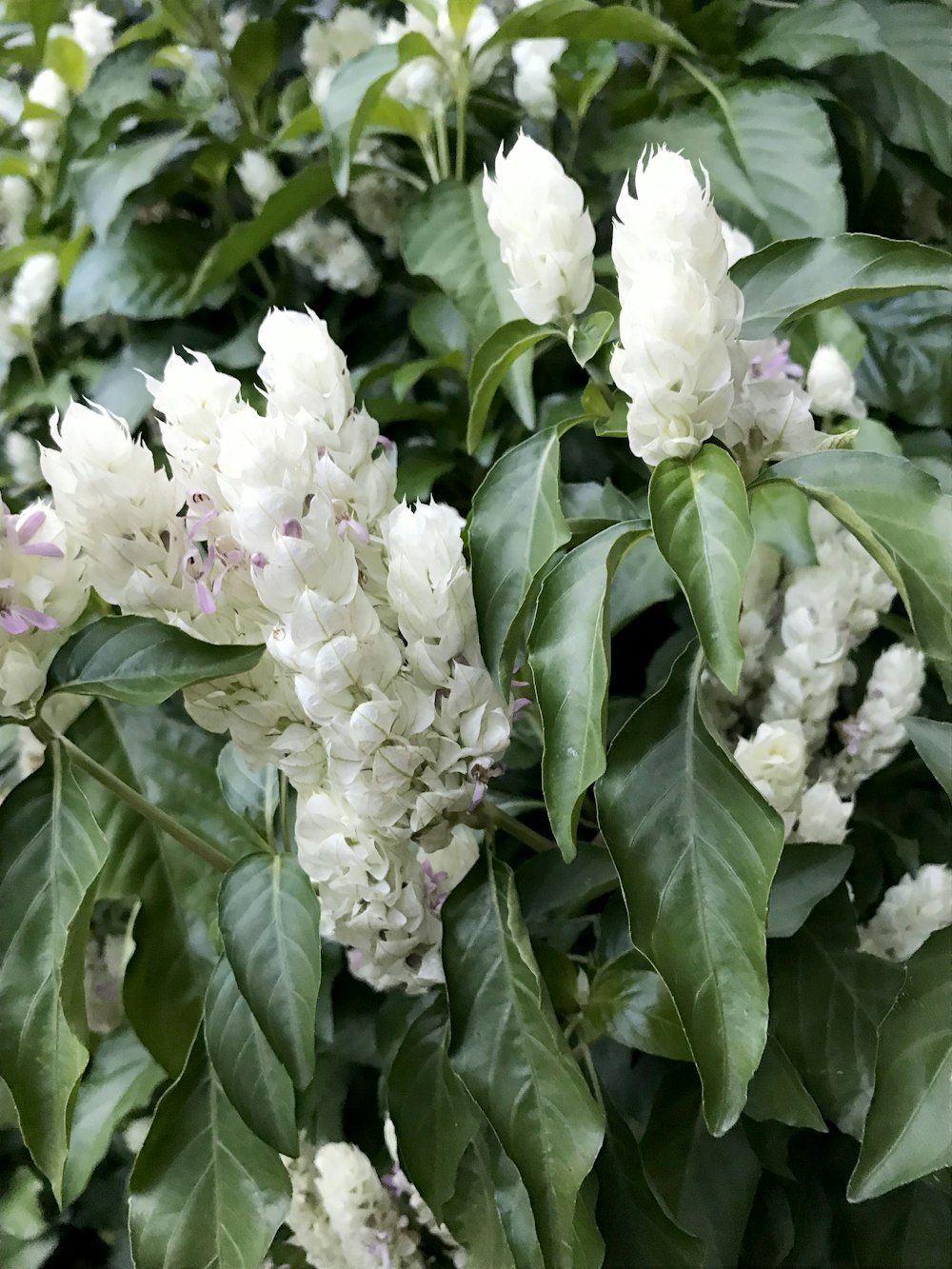 a bush with white flowers and green leaves