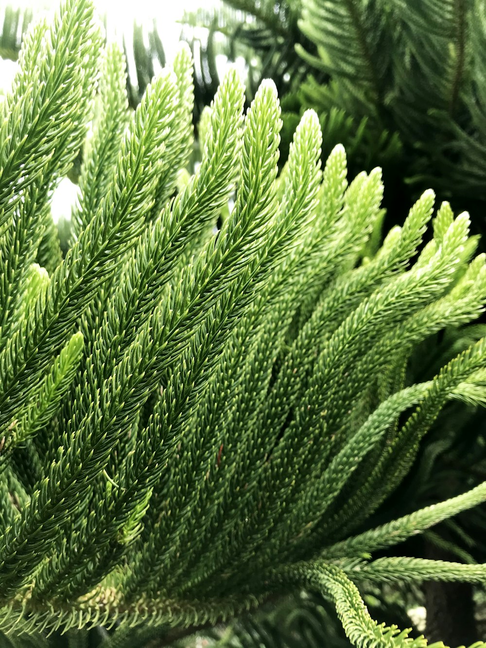 a close up of a green plant with lots of leaves