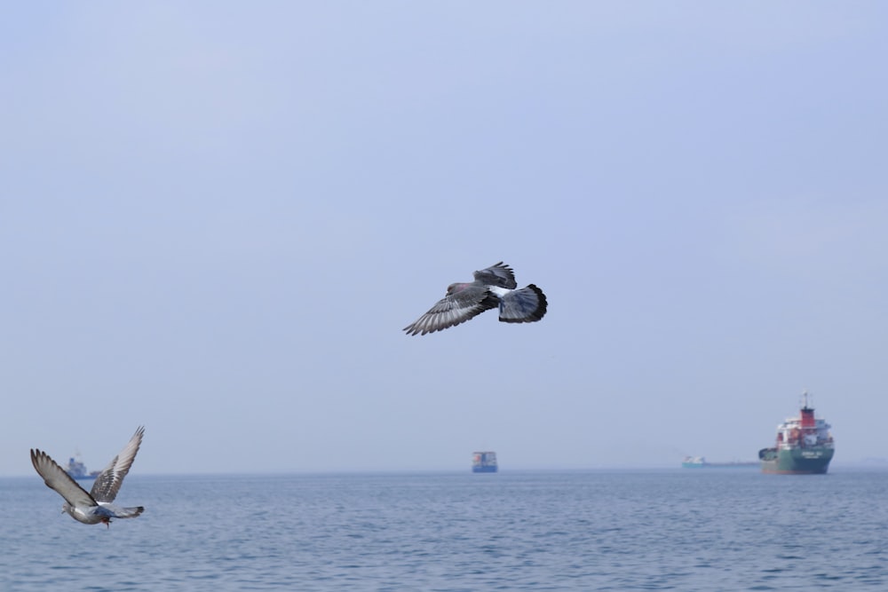 two birds flying over a body of water