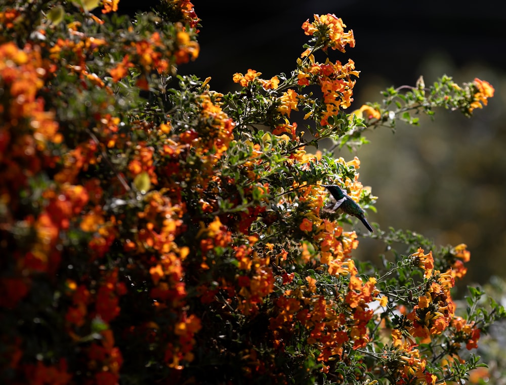 a bird sitting on top of a tree filled with orange flowers
