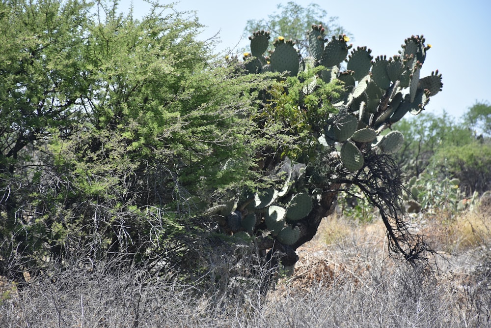 a cactus in a field with trees in the background