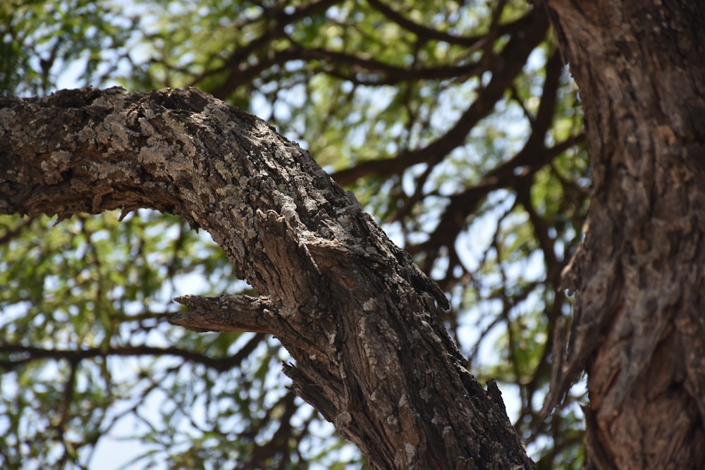 a bird perched on a branch of a tree