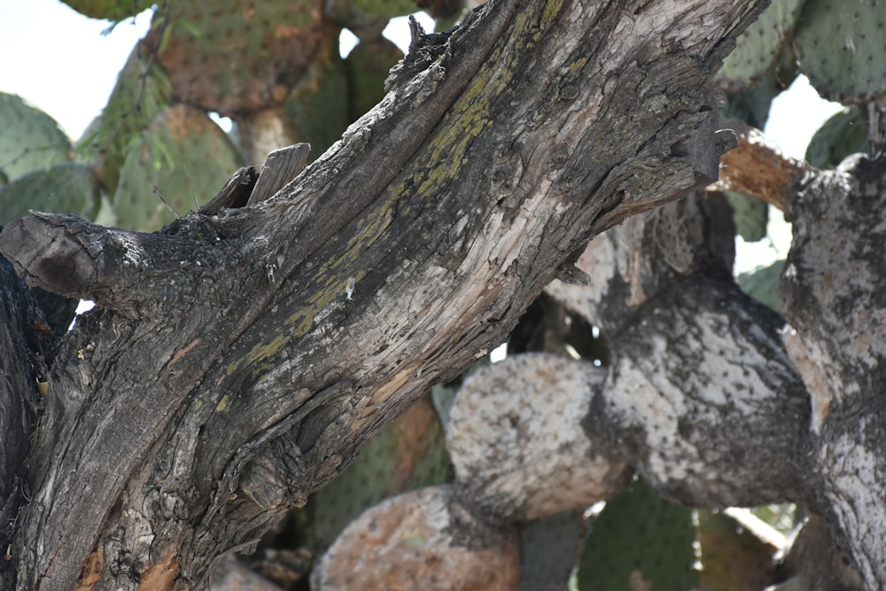 a bird is perched on a tree branch