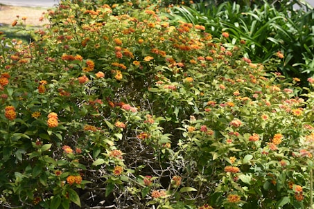 a bush with orange flowers and green leaves