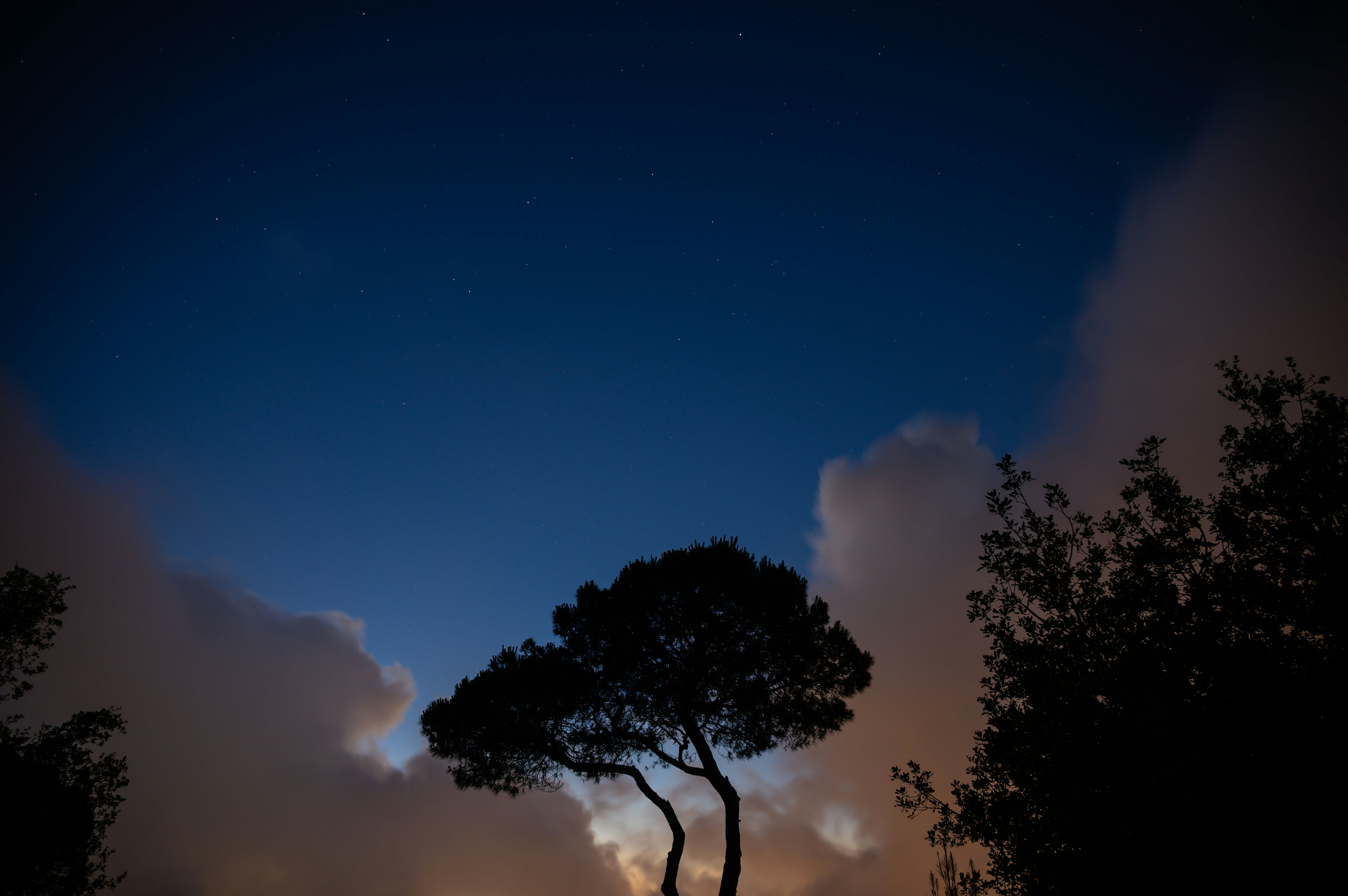 a tree is silhouetted against the night sky
