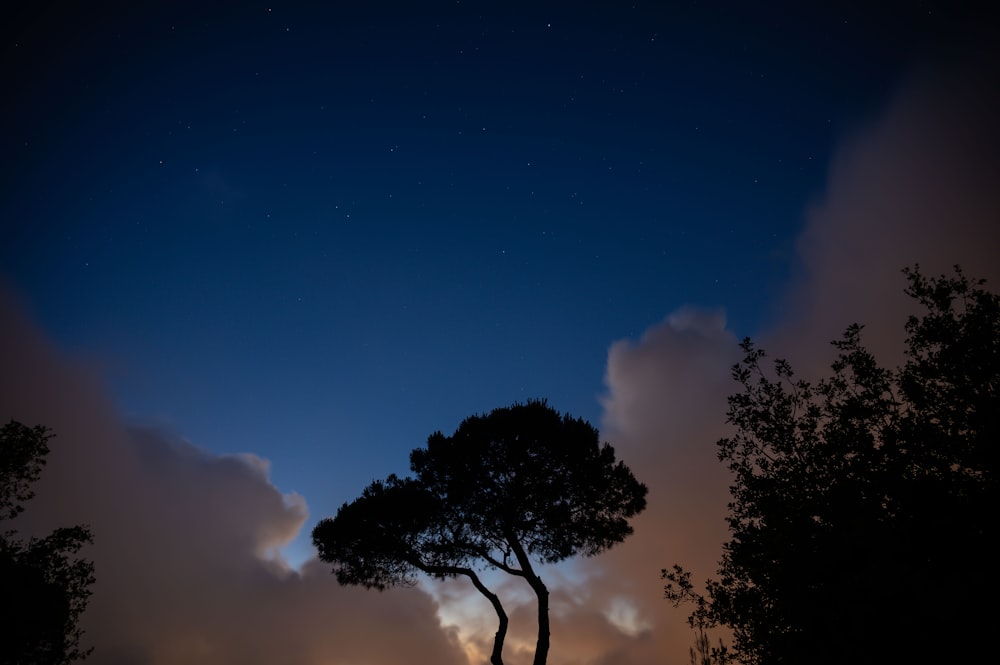 a tree is silhouetted against the night sky