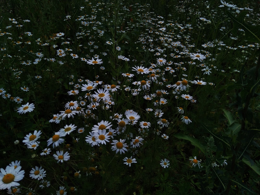 a field full of white daisies in the dark