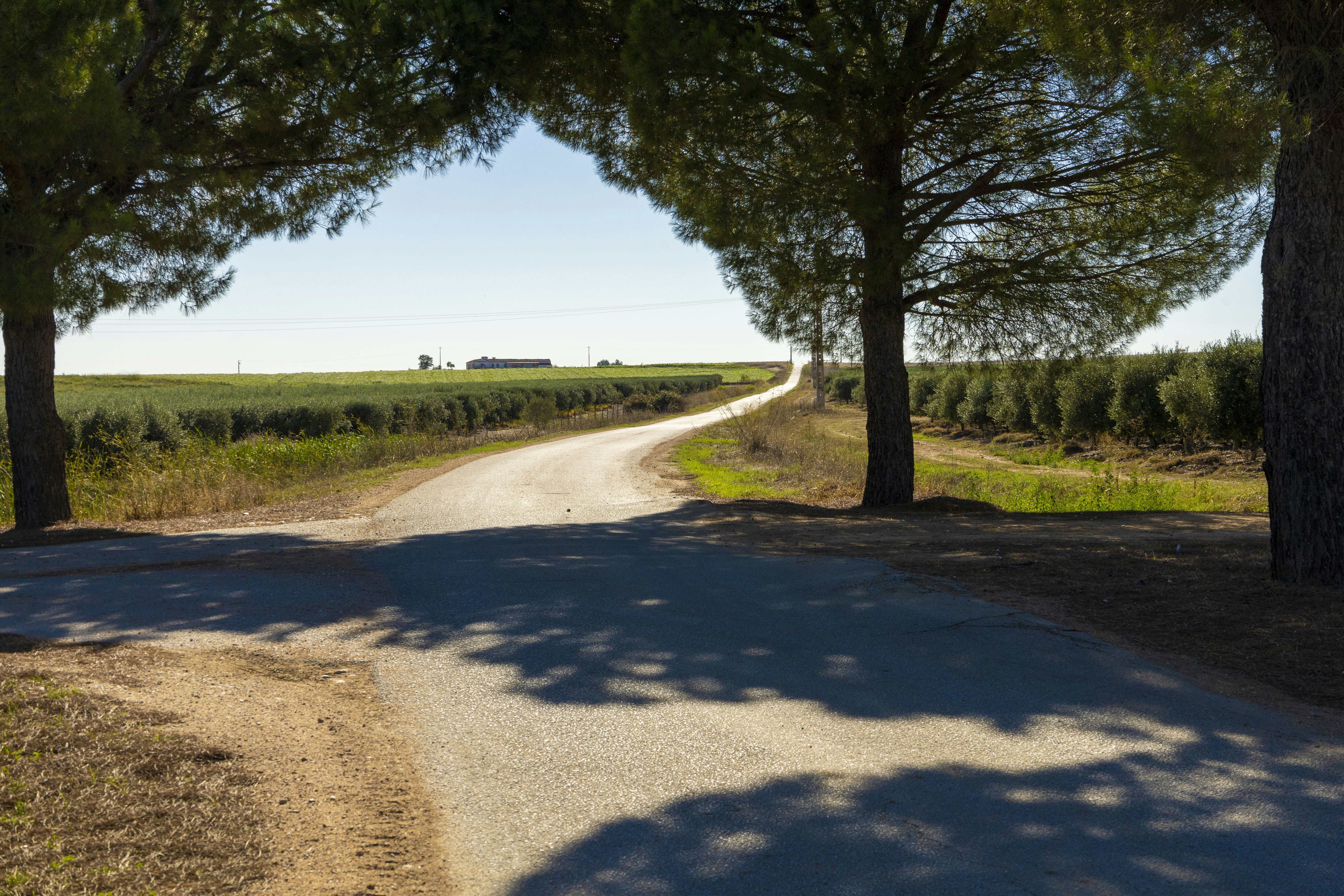 a dirt road with trees on both sides of it