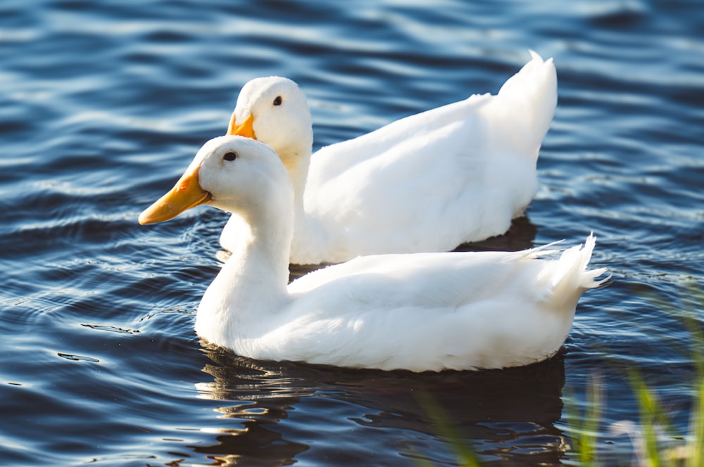 two white ducks swimming in a body of water