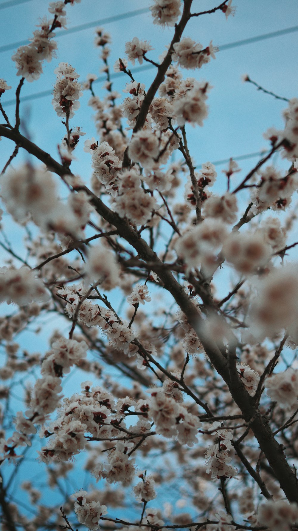 a tree with lots of white flowers on it