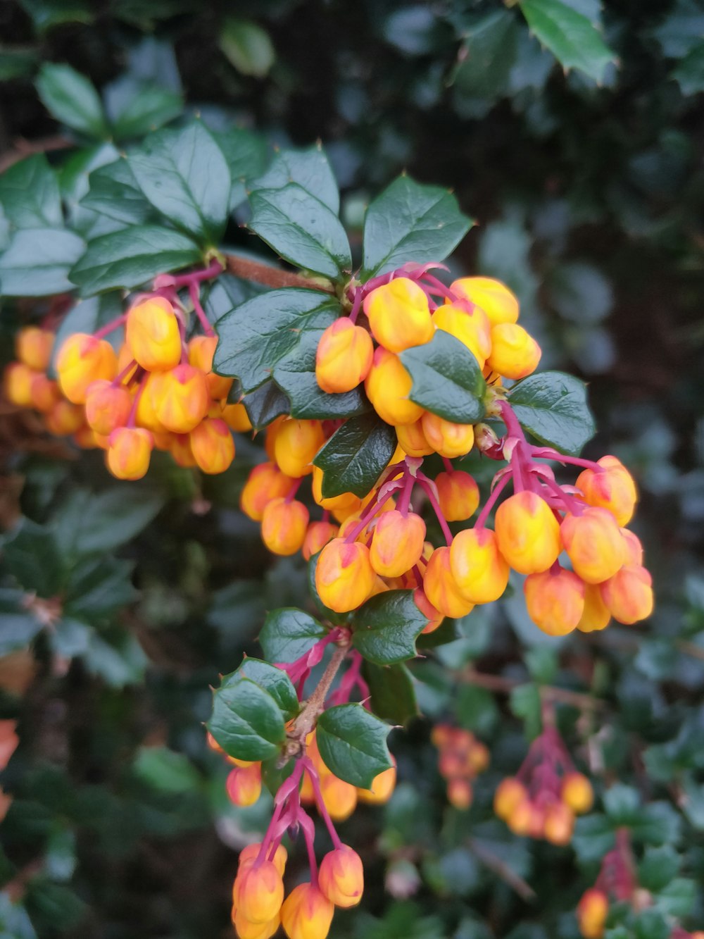 a close up of a bunch of flowers on a tree