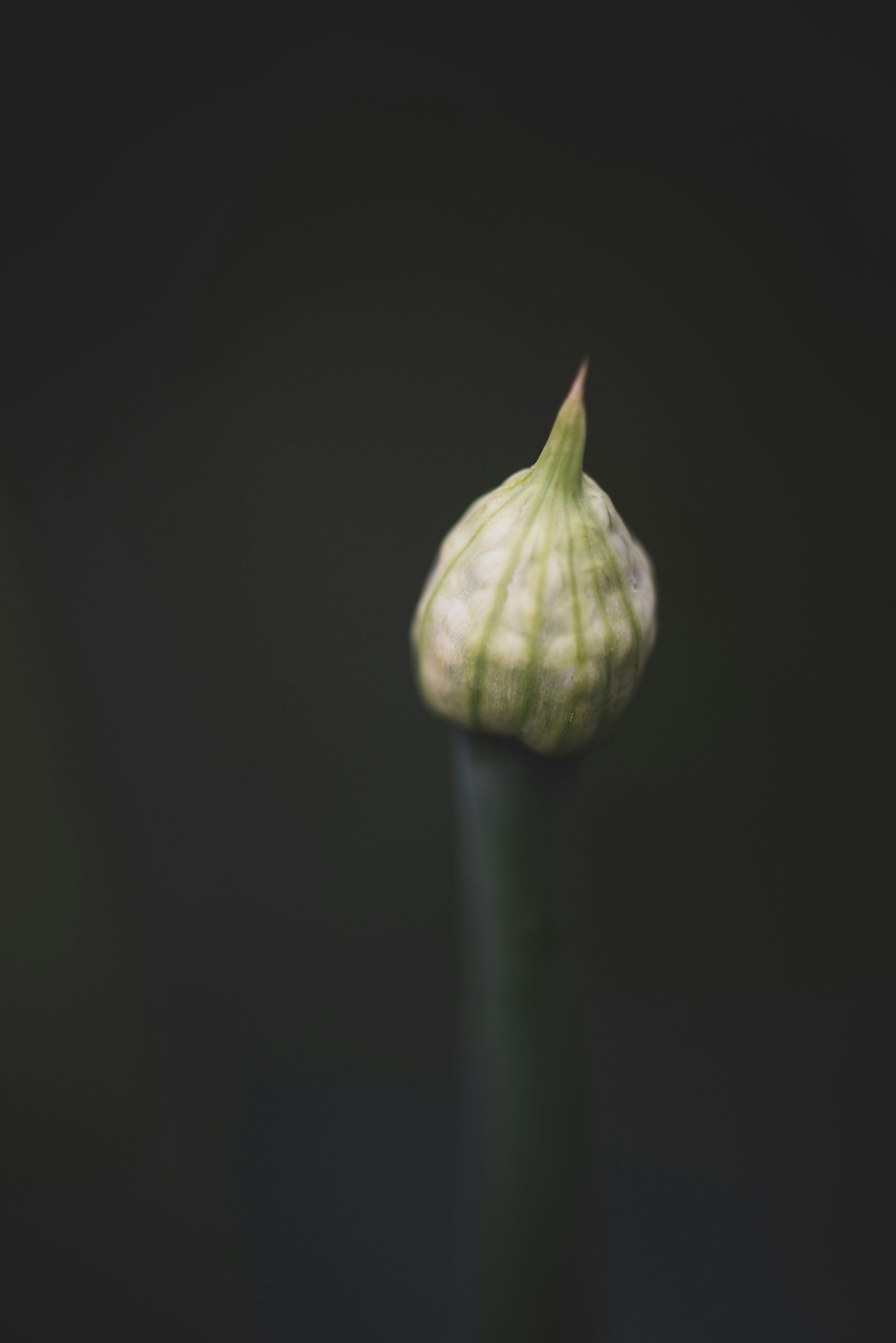a close up of a flower with a black background