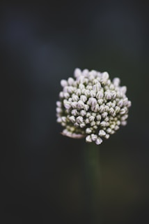 a close up of a white flower on a black background