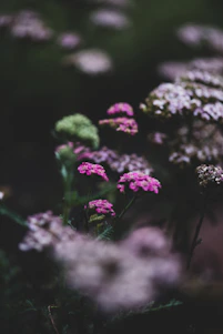 a bunch of flowers that are in the grass