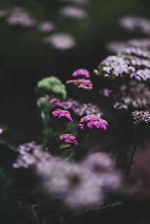 a bunch of flowers that are in the grass