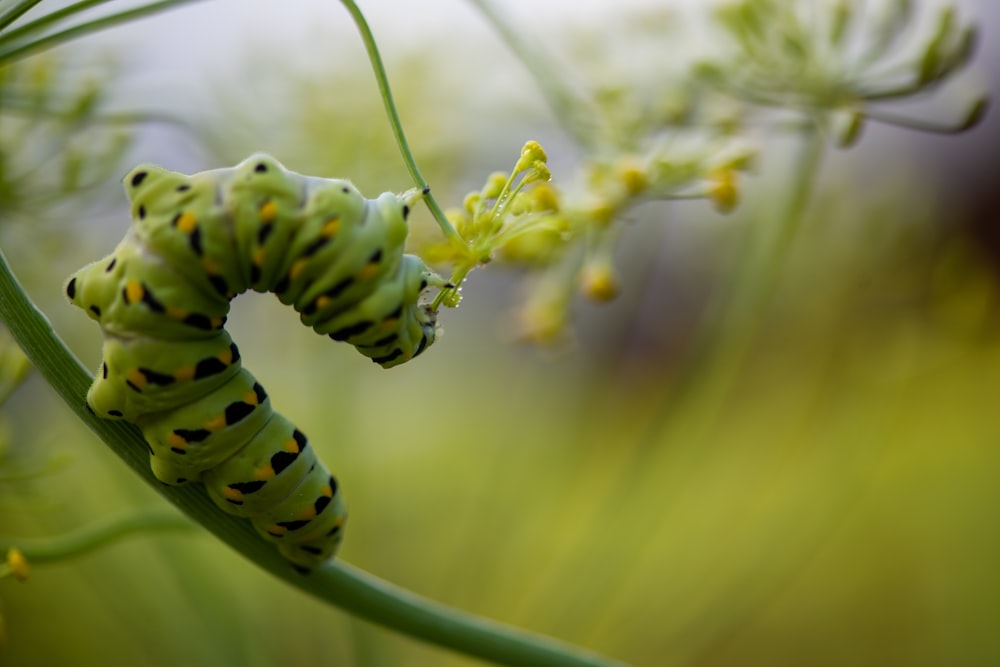 a close up of a caterpillar on a plant