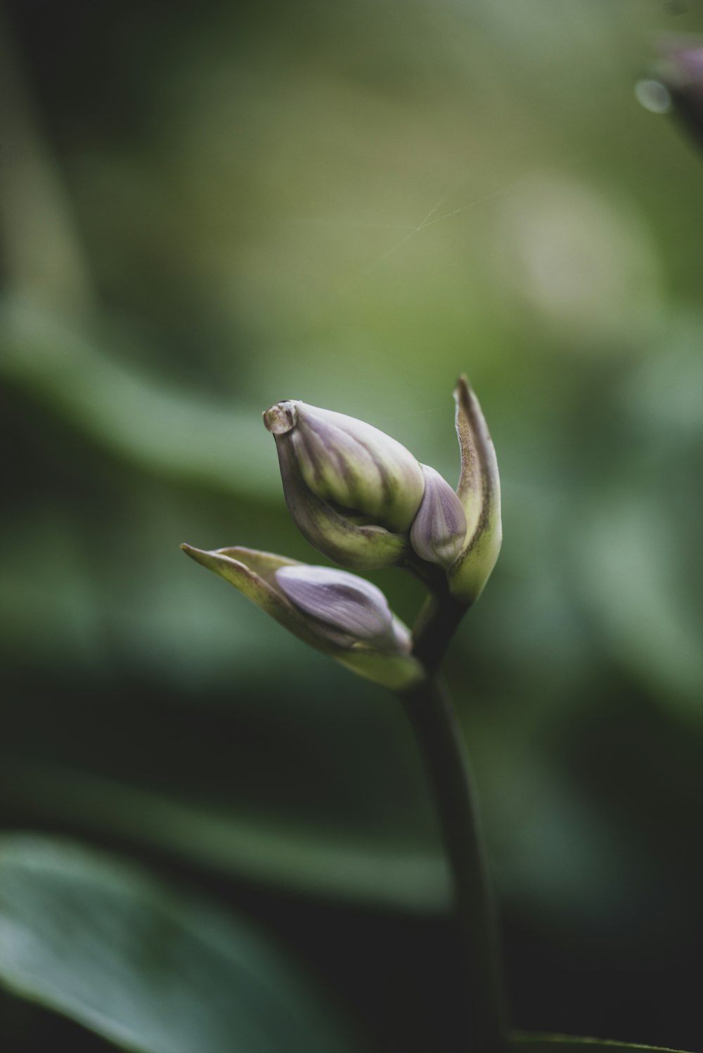 a close up of a flower bud on a plant