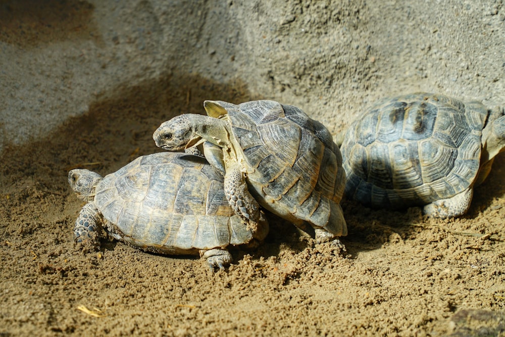 a couple of turtles that are sitting in the dirt