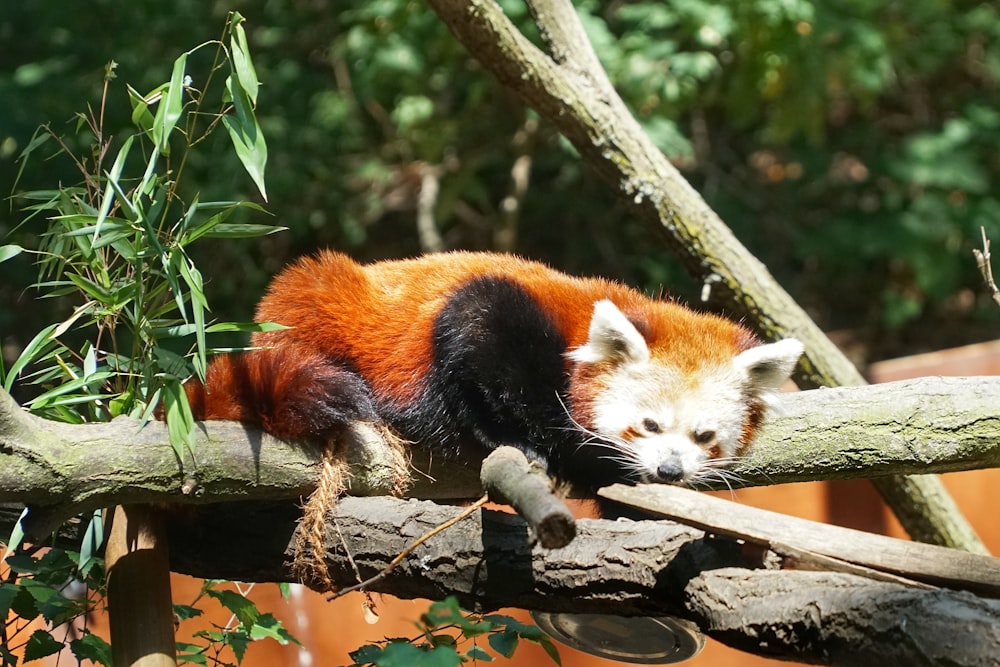 a red panda sleeping on a tree branch