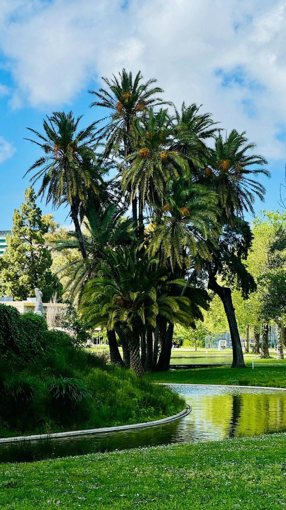 a palm tree next to a pond in a park
