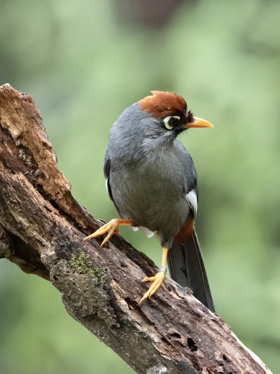 The image depicts a small bird perched on a tree branch, facing towards the right side of the frame. The bird has a gray body with orange and black markings on its head and wings, giving it a distinctive appearance. Its feet are firmly planted on the branch, indicating that it is in a stable position. The background features blurred green foliage, providing a natural setting for the bird's perch.