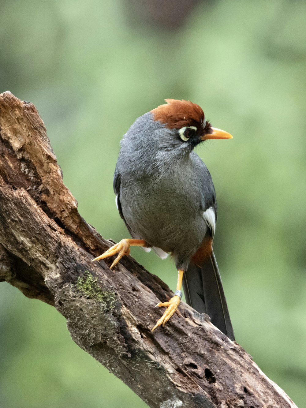 a bird sitting on top of a tree branch