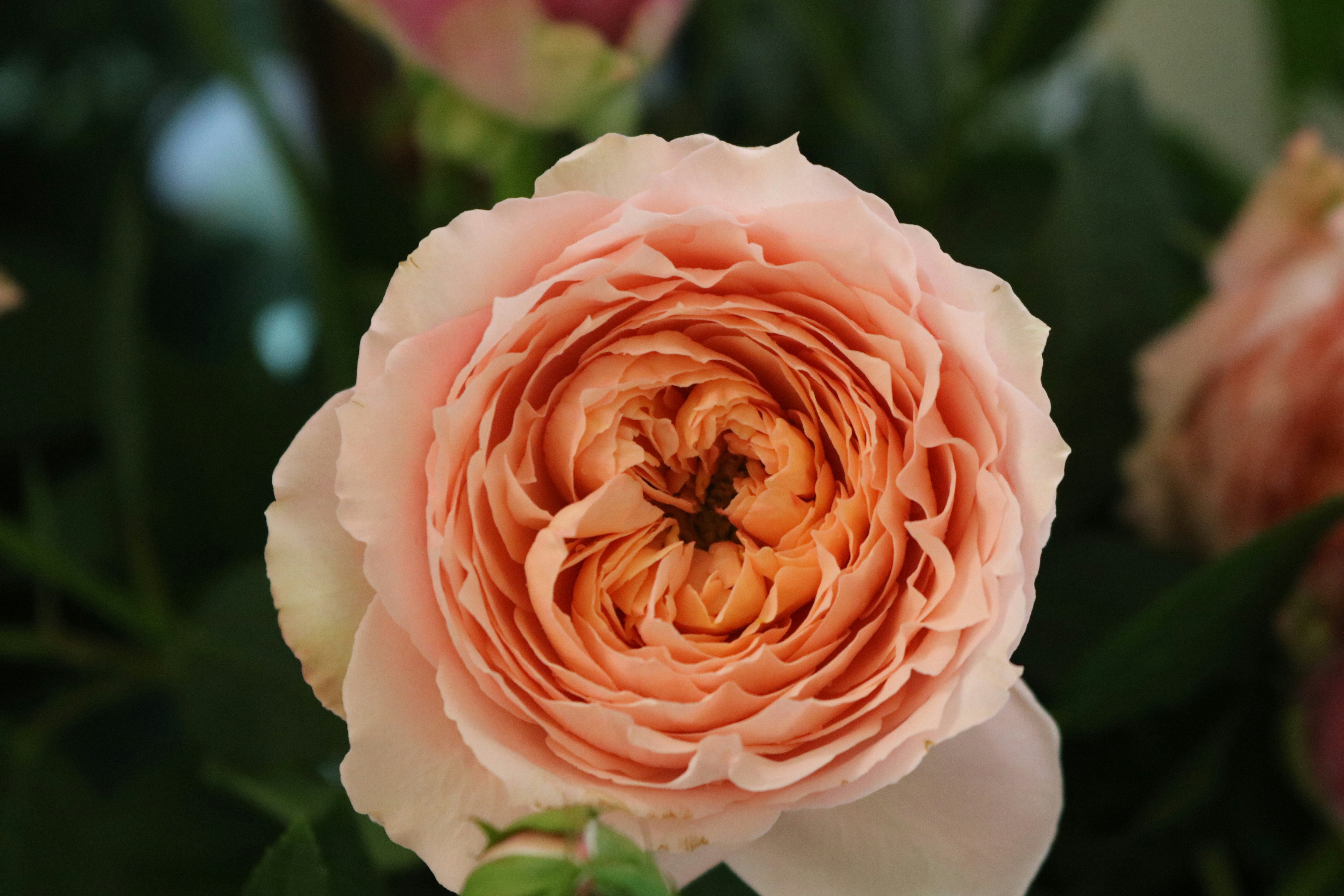 a close up of a pink flower with green leaves