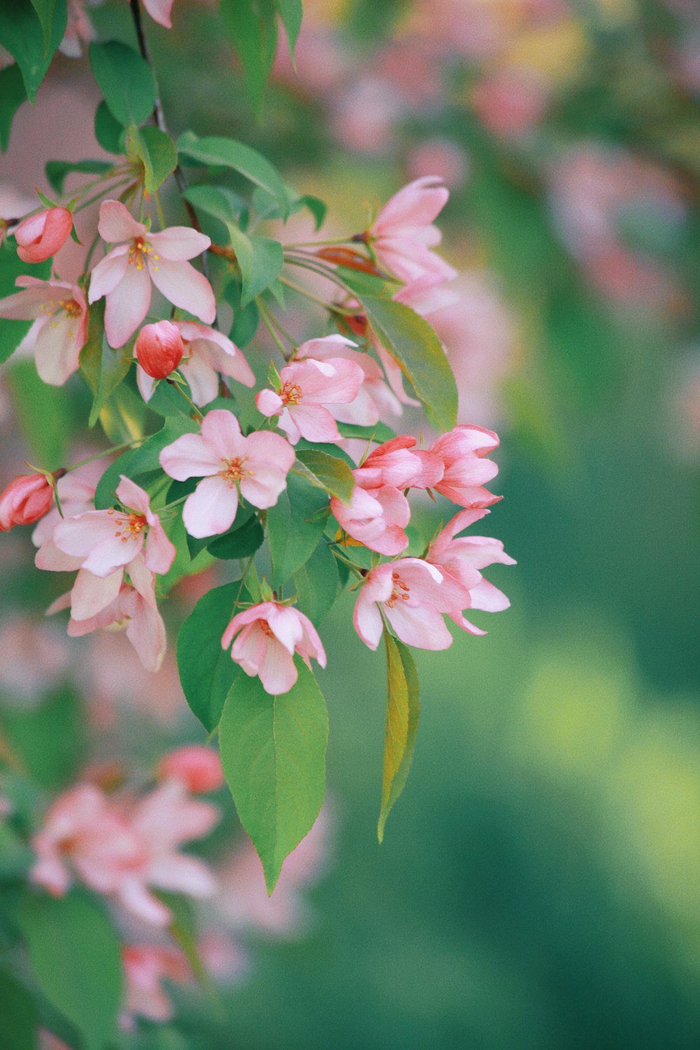 a bunch of flowers that are on a tree