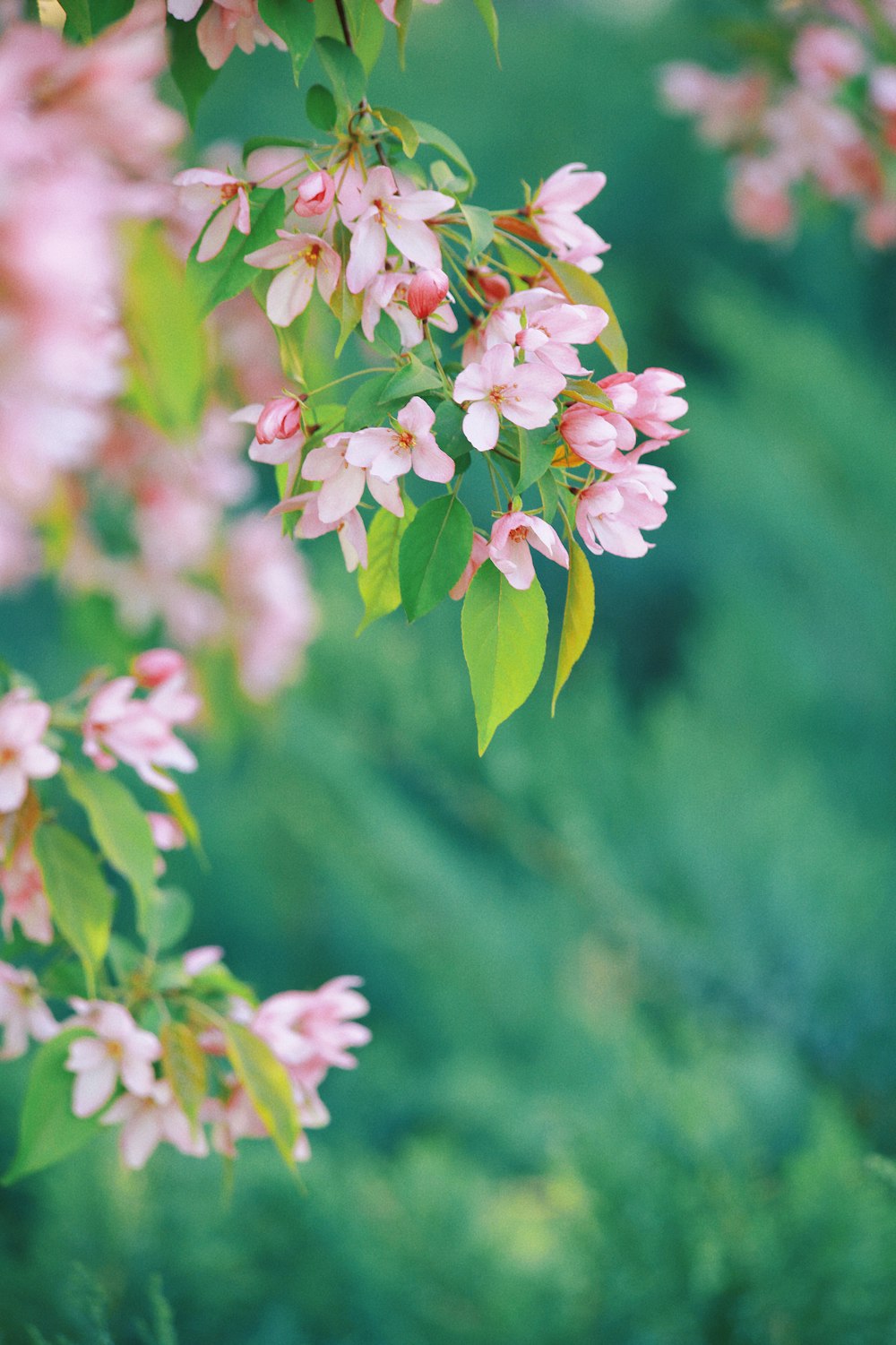 a bunch of pink flowers hanging from a tree