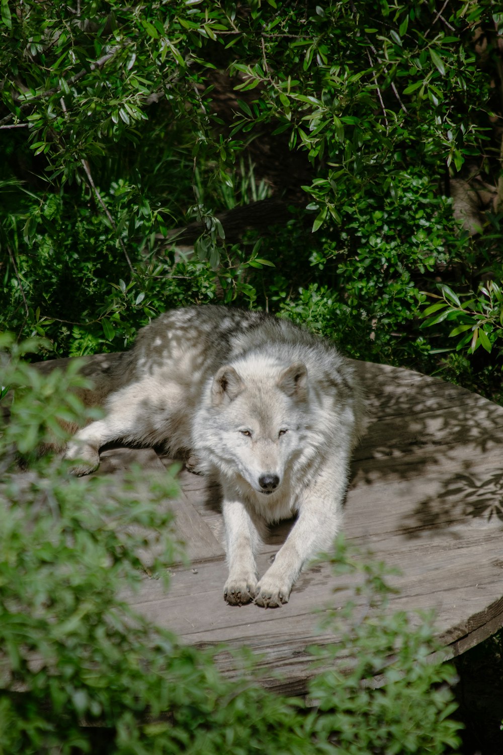 a white wolf laying on top of a wooden bench