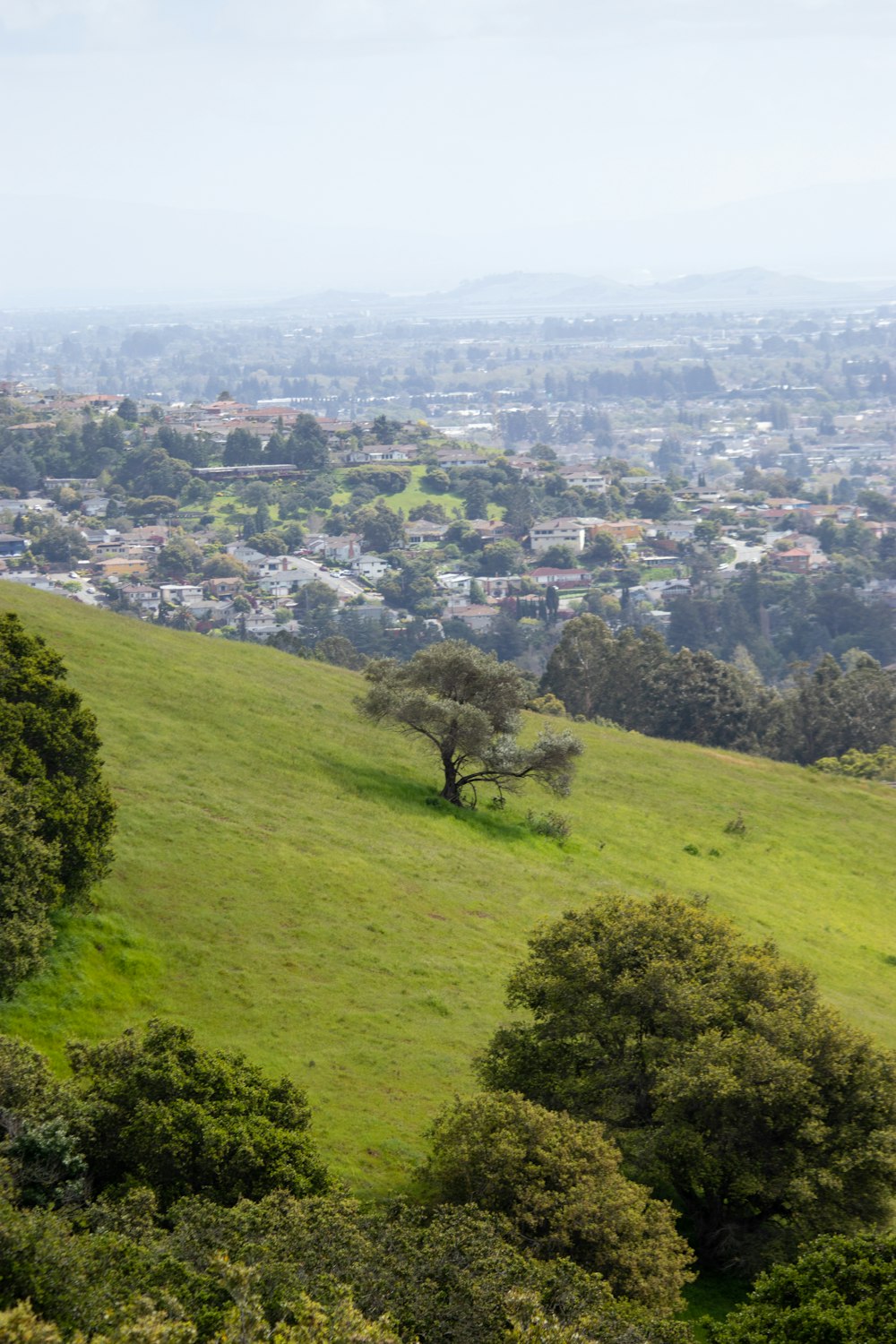 a grassy hill with a tree on top of it