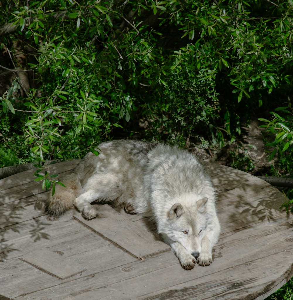 a white wolf laying on top of a wooden table