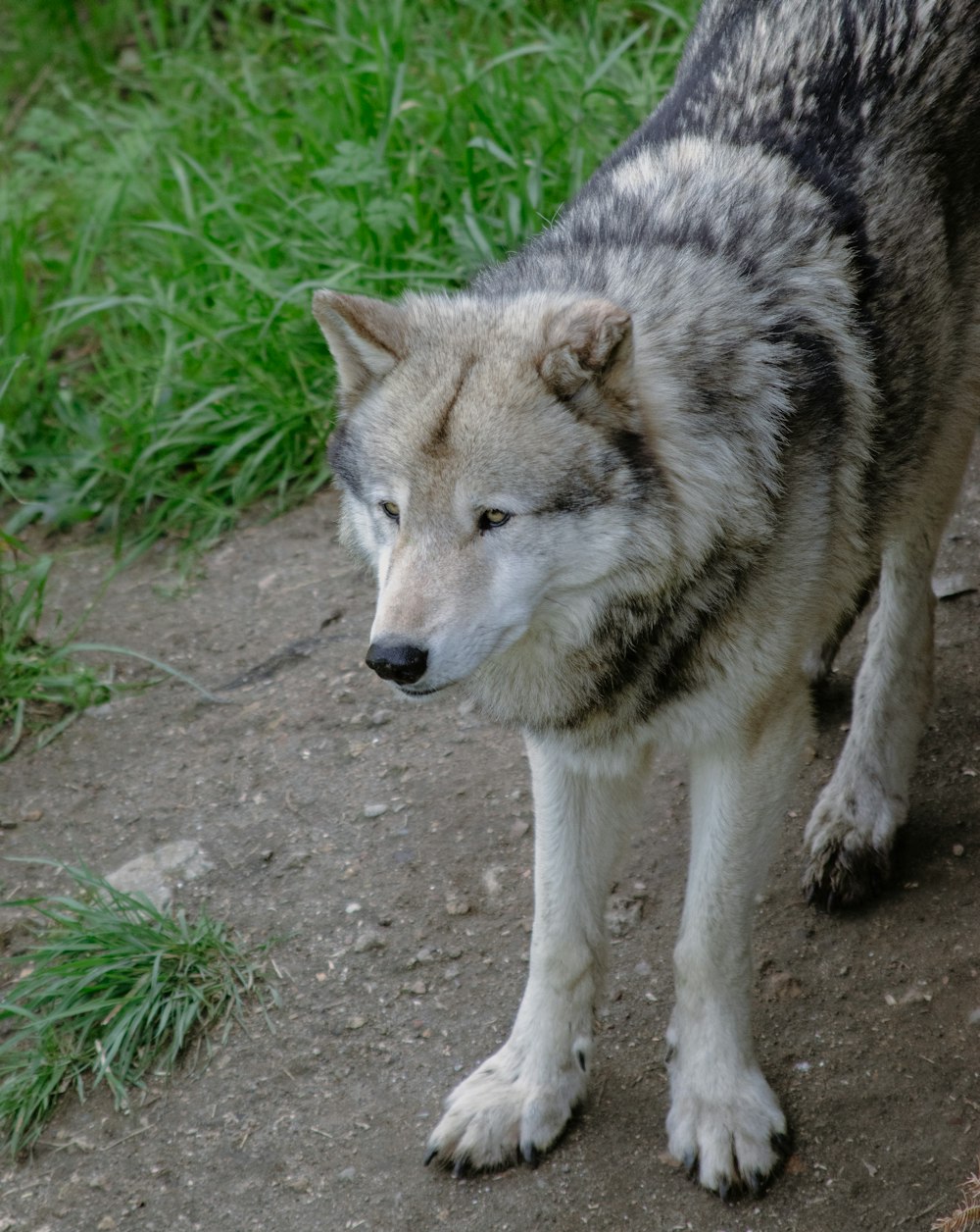 a wolf standing on top of a dirt road