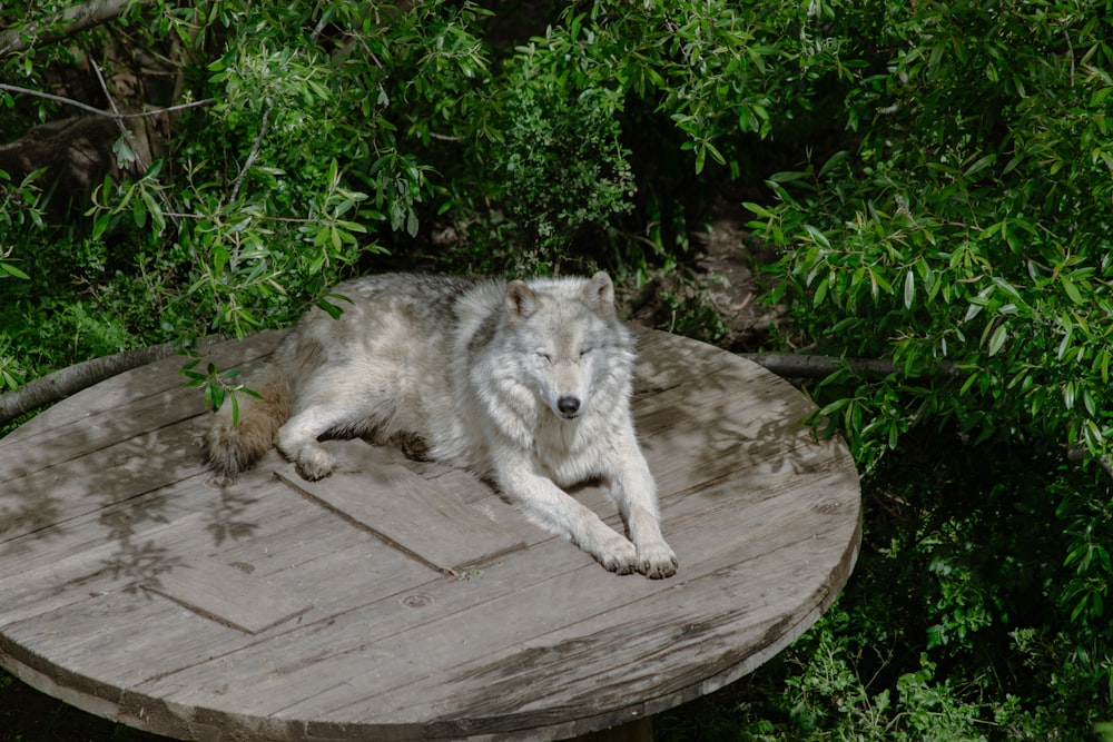 a white wolf laying on top of a wooden table