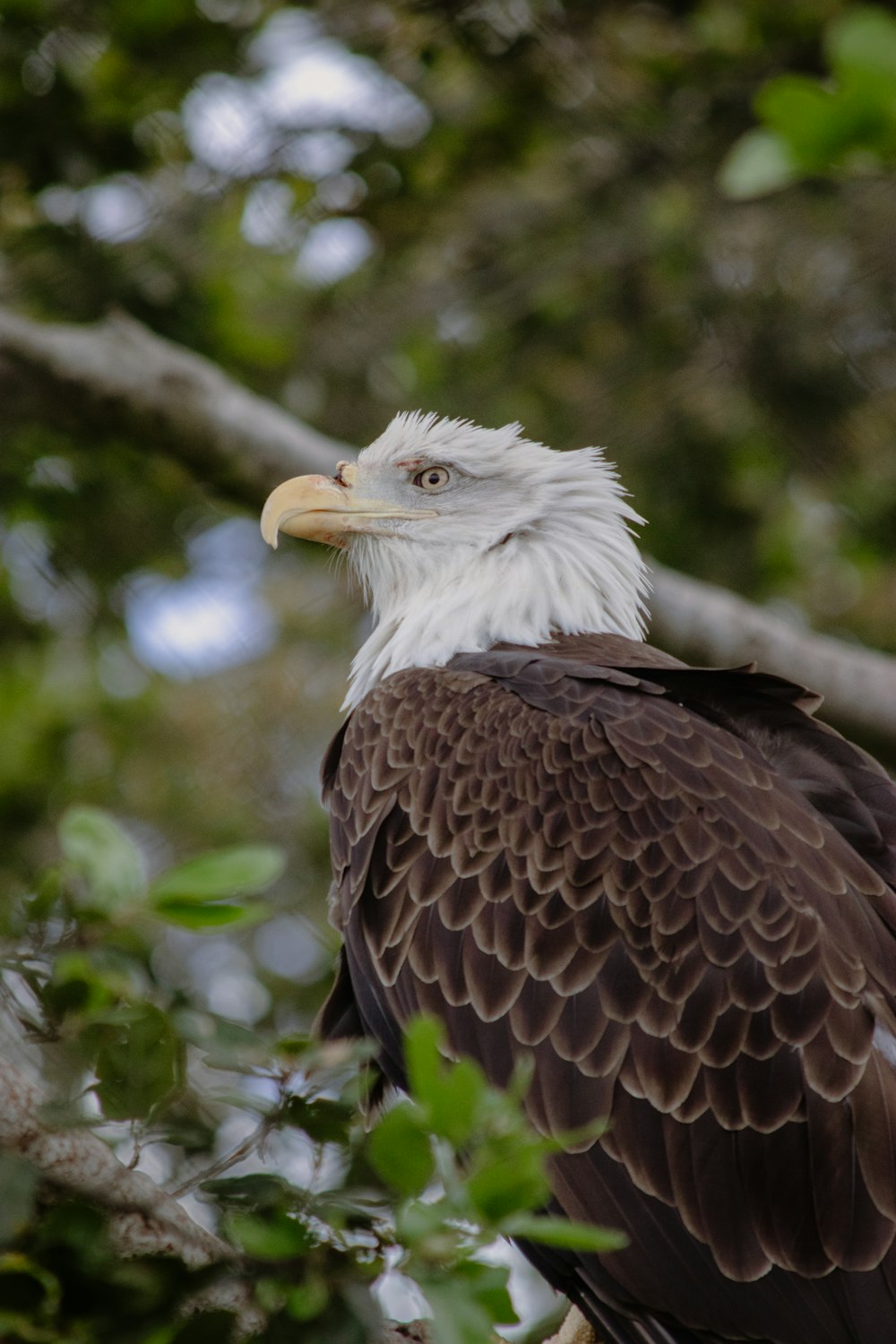 a bald eagle perched on a tree branch