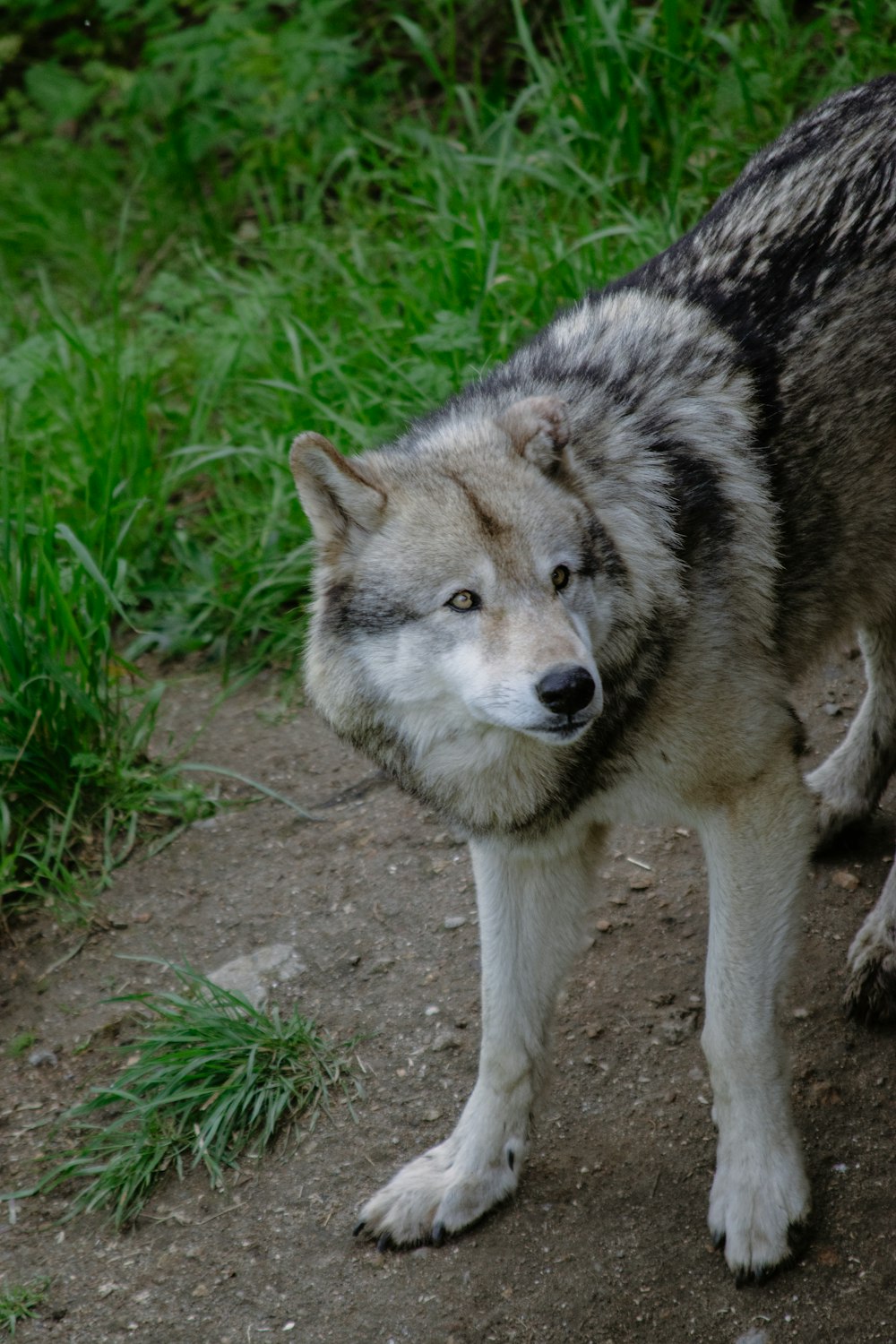 a wolf standing on a dirt road next to green grass