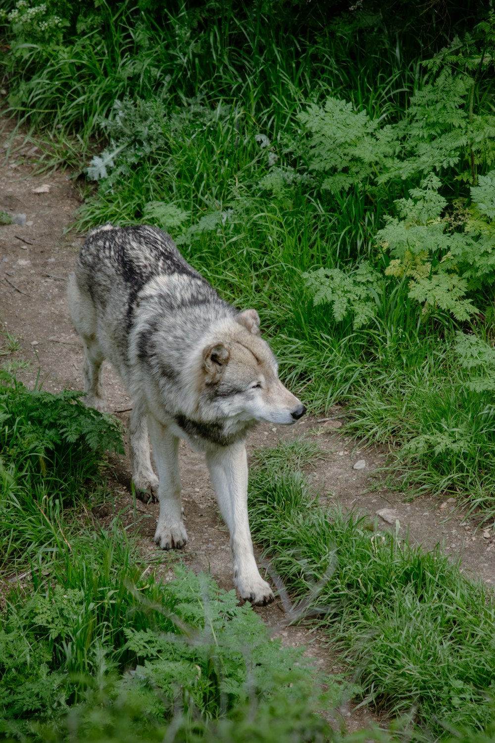 a wolf standing on a path in the grass