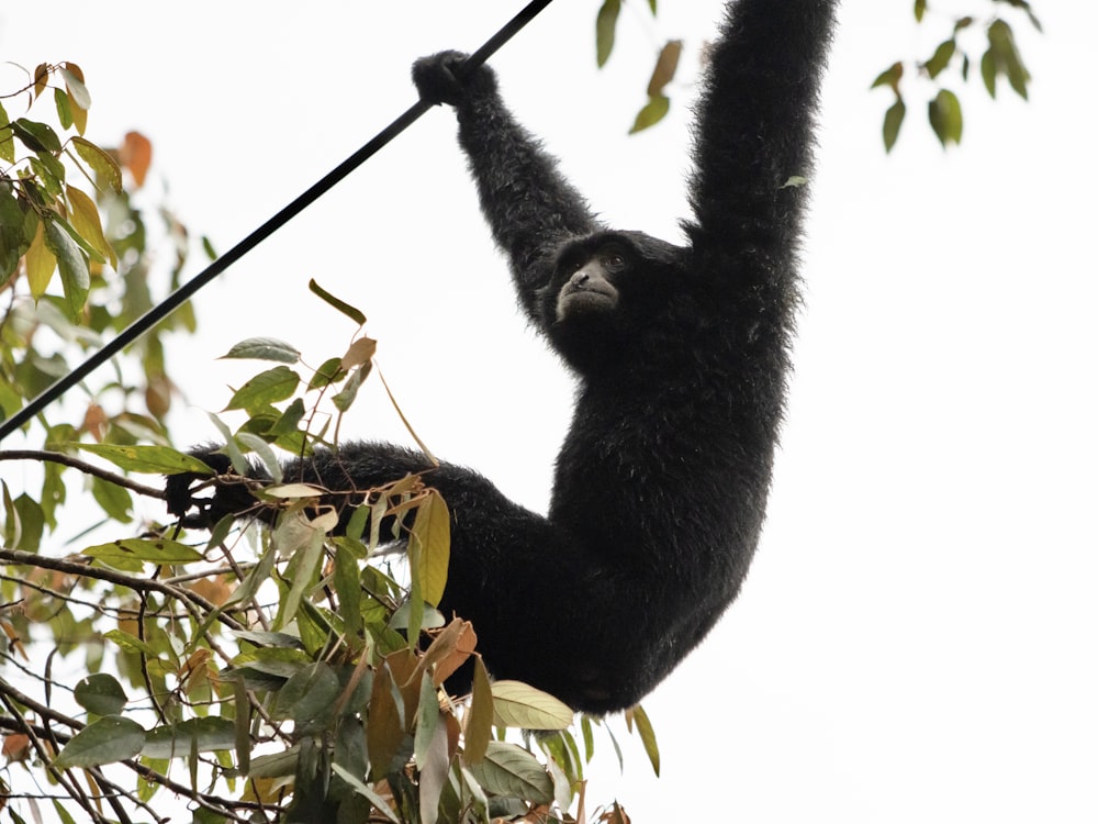 a black monkey hanging from a wire in a tree