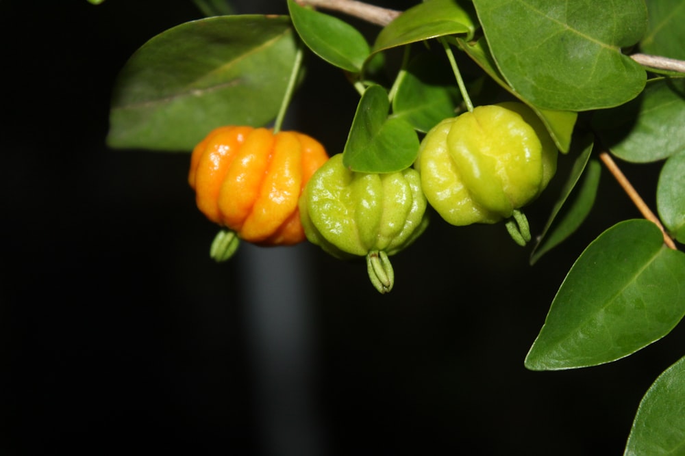 a close up of a tree with a bunch of fruit on it