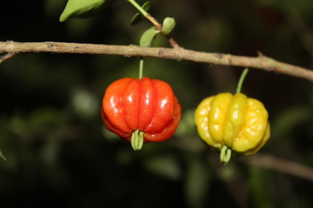 a couple of peppers hanging from a tree branch