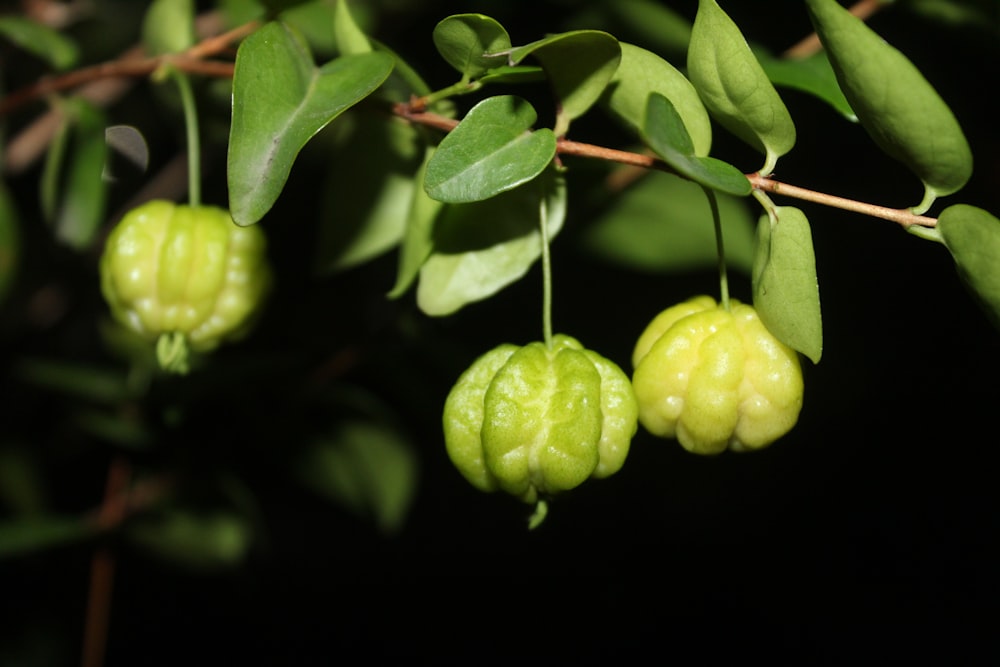 a bunch of green fruit hanging from a tree