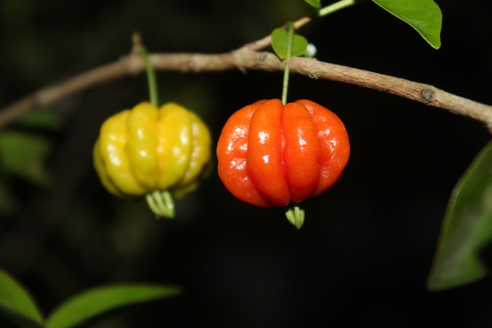 a close up of two fruits on a tree branch